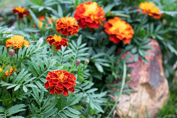 orange marigold flowers in the garden