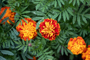 orange marigold flowers in the garden
