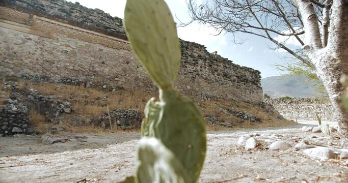 A little cactus in the shadow of ancient and Archaeological Mitla Oaxaca Mexico