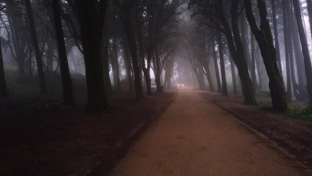 Path in a forest covered with mist with a car with lights on. Beautiful mystical dark Foggy wood