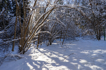 Winter forest in Belarus, ecological trail Blue Lakes