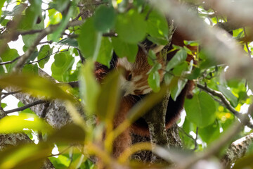 red panda