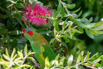 bird of paradise