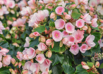 Nerium oleander, an ornamental and landscaping plant. Flowering ornamental flowers for the garden,...