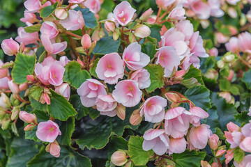 Nerium oleander, an ornamental and landscaping plant. Flowers background