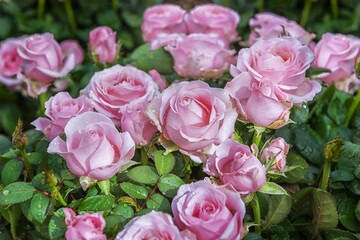Rose Infinity Pink, is a popular ornamental plant. Flowering flowers for the garden, park, balcony, terrasse