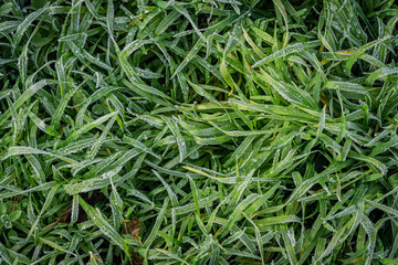 Frozen grass