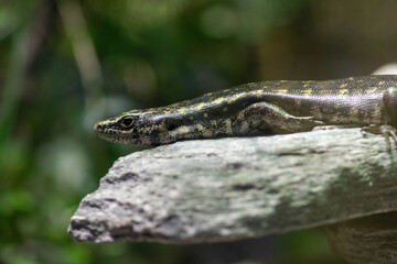 lizard on the rock