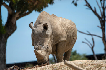 Fototapeta premium rhino in zoo