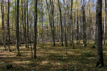 Fototapeta premium Deciduous hornbeam stand at summer sunset