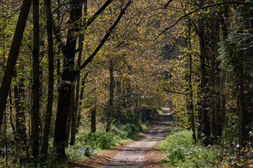 Fototapeta na wymiar Narrow ground road with trees along