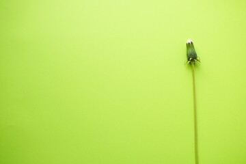 Artistic flower arrangement with old closed dandelion flower on a green table
