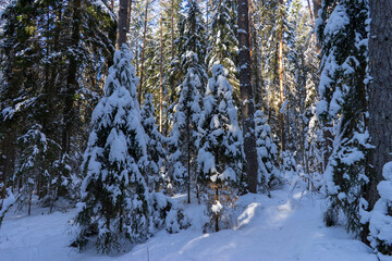 Winter forest in Belarus, ecological trail Blue Lakes