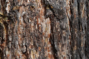 The texture of pine bark. Close-up of pine bark