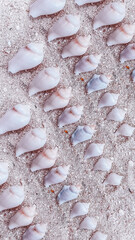 Many seashells in a row on sand on the seaside