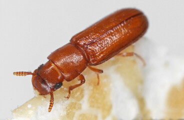 Latheticus oryzae common name Long headed Flour Beetle in the family Tenebrionidae, the darkling beetles.