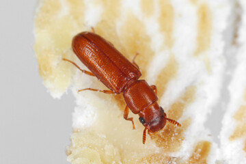 Latheticus oryzae common name Long headed Flour Beetle in the family Tenebrionidae, the darkling beetles.