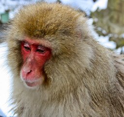 A monkey in a hot spring  winter park Jigokudani Japan