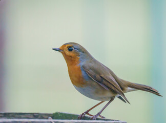 close up of a robin redbreast (Erithacus rubecula) on a wooden bird feeder table