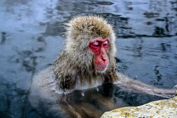 Obraz premium A monkey in a hot spring Japan