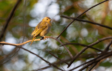 A female of Saffron Finch also known as 