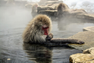 A monkey in a hot spring Japan