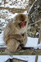 Naklejka premium A monkey in a hot spring Japan