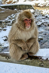 A monkey in a hot spring Japan