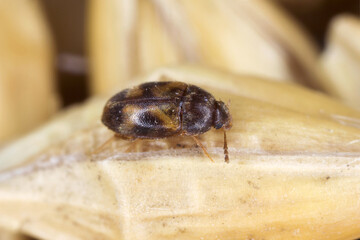 The stored grain fungus beetle (Litargus balteatus) is a species of hairy fungus beetle in the...
