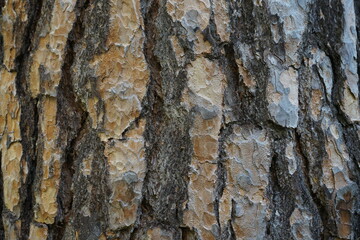 Texture of the bark stone pine. Old Pinus pinea bark.