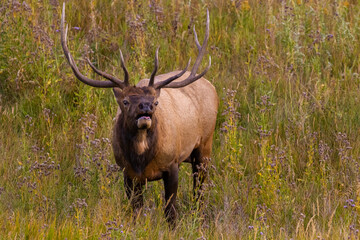 Naklejka na ściany i meble Elk in Rocky Mountain National Park