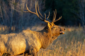 Elk in Rocky Mountain National Park