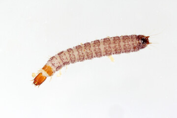 The larva red-legged ham beetle Necrobia rufipes in the family Cleridae. It is pest in dog and cat food.