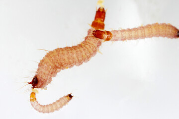 The larva red-legged ham beetle Necrobia rufipes in the family Cleridae. It is pest in dog and cat food. © Tomasz