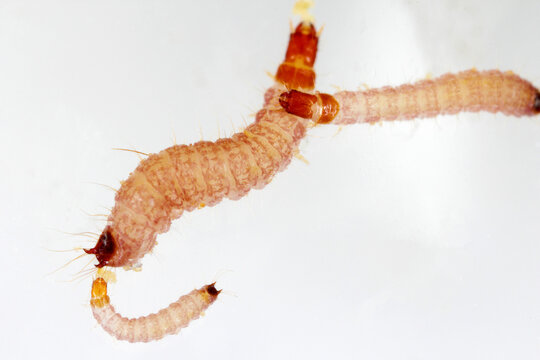 The larva red-legged ham beetle Necrobia rufipes in the family Cleridae. It is pest in dog and cat food.