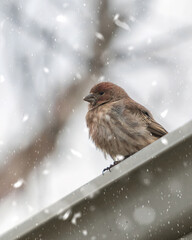Female House Finch on Gutter In snow