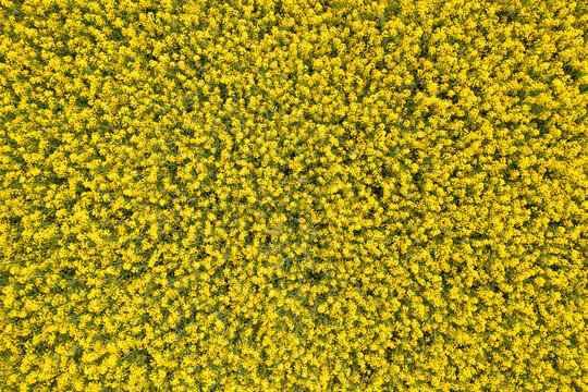 Top down aerial view of yellow colza field