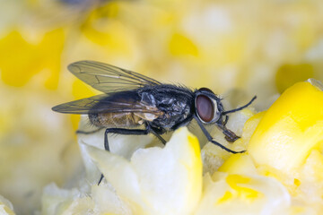 The housefly Musca domestica. Common and burdensome insect in homes. © Tomasz