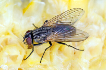 The housefly Musca domestica. Common and burdensome insect in homes. © Tomasz