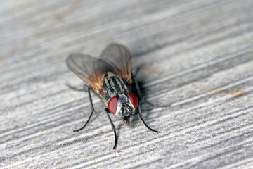 The housefly Musca domestica. Common and burdensome insect in homes.