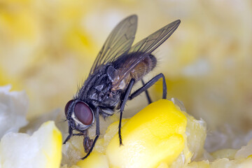 The housefly Musca domestica. Common and burdensome insect in homes.