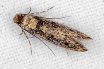 The brown-dotted clothes moth Niditinea fuscella is a species of tineoid moth. It belongs to the fungus moth family Tineidae. Common house moth.