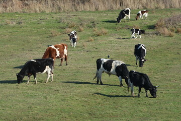 Cows in a field in Brittany France