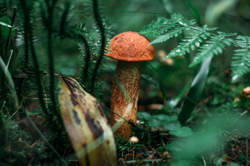 Boletus. Red mushroom. Edible mushroom.