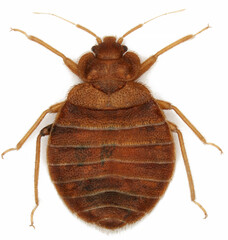 Bedbug (Cimex lectularius) isolated on white background. Adult specimens. - obrazy, fototapety, plakaty