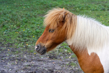 sorrel horse with blonde mane. close up