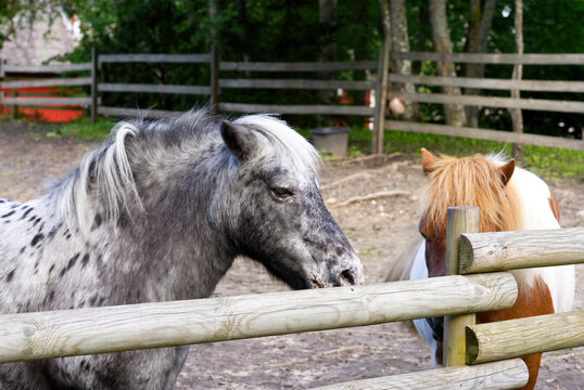 dark grey horse close-up. Estonia, Lagedi stable closeup picture