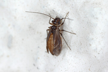 Psocid (Psocoptera) called also - booklice, barklice or barkflies, a well known as pests of stored products. Insects on wall. High magnification.