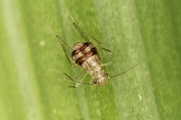 Winged Psocoptera called also booklice, barklice or barkflies. Well known as pests of stored products. High magnification.