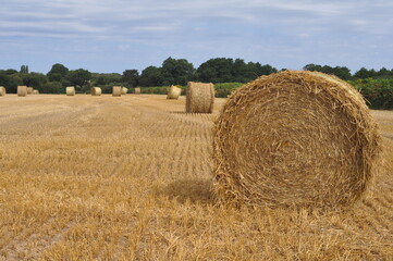 After the harvest in summer